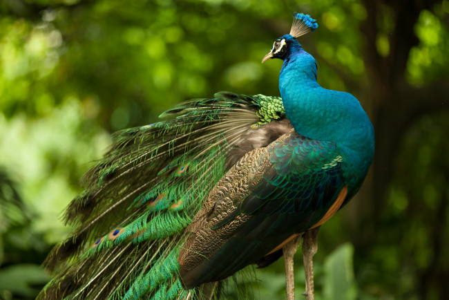 Обои картинки фото животные, павлины, павлин, оперение, краски