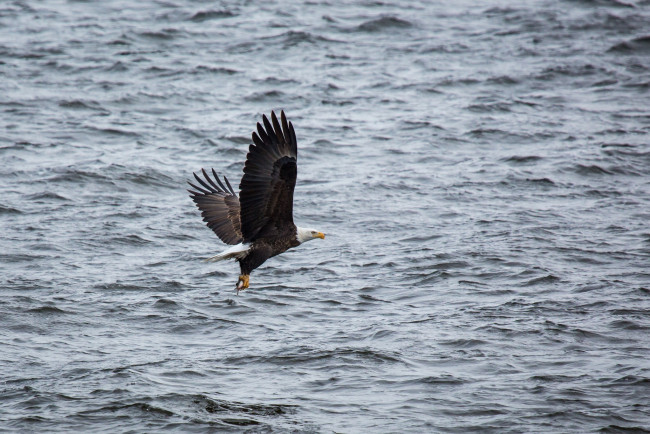 Обои картинки фото животные, птицы - хищники, орлан, добыча, рыбалка, полет, крылья, хищник, вода