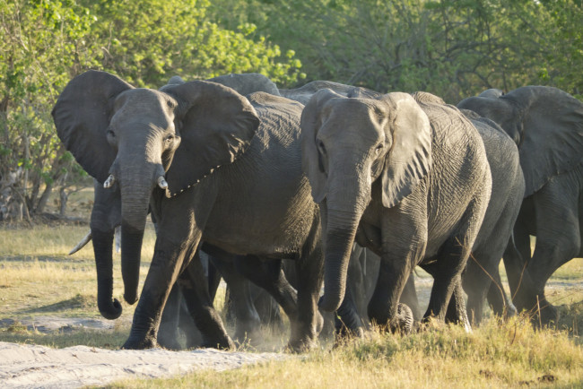 Обои картинки фото животные, слоны, стадо, трава