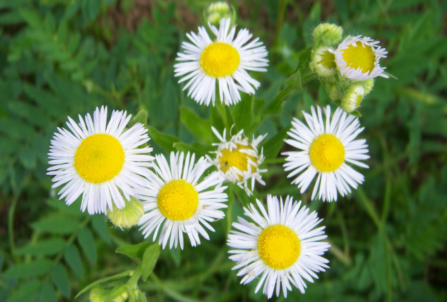 Обои картинки фото цветы, астры, белые, луговые, лепестки-иголки