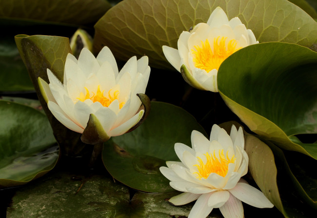 Обои картинки фото цветы, лилии водяные,  нимфеи,  кувшинки, водоем, лисьтя, оранжевые, белые, кувшинки