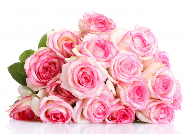 Обои картинки фото цветы, розы, бутоны