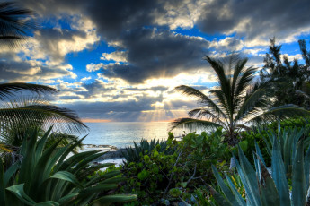 Картинка природа моря океаны море тучи солнце пальмы алоэ вода лучи
