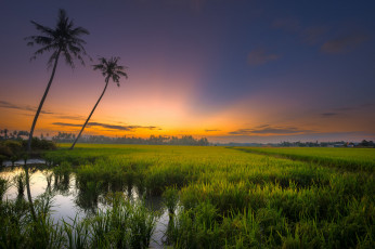 Картинка природа тропики рассвет