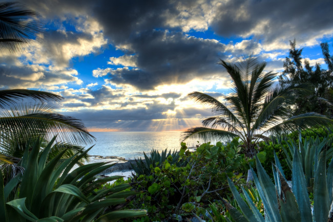 Обои картинки фото природа, моря, океаны, море, тучи, солнце, пальмы, алоэ, вода, лучи