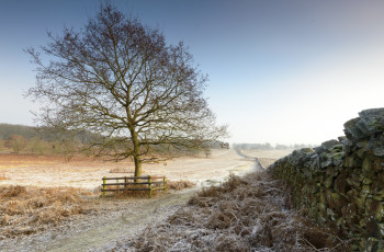 Картинка природа деревья рассвет