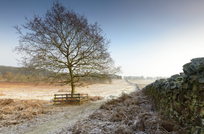 Обои картинки фото природа, деревья, рассвет