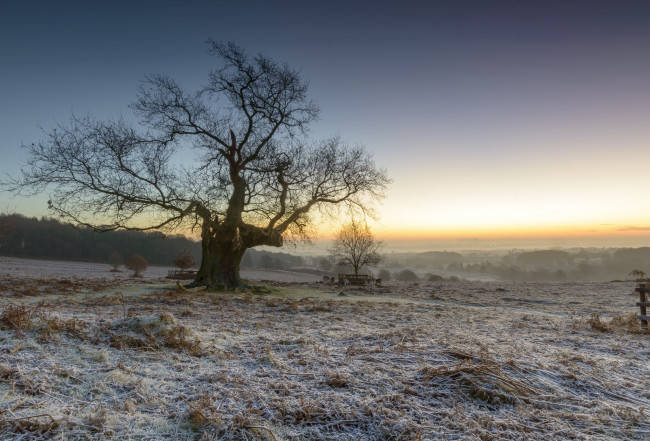 Обои картинки фото природа, деревья, рассвет