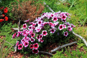 Картинка цветы петунии +калибрахоа