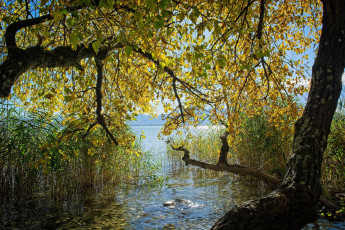 Картинка природа реки озера река деревья осень