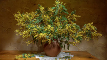 обоя цветы, мимоза, желтый