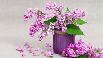 Картинка цветы сирень букет