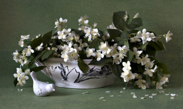 обоя цветы, жасмин, белый