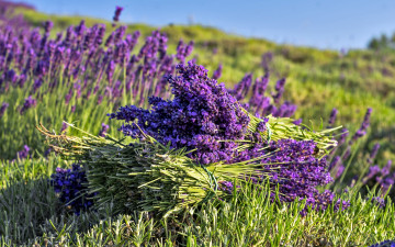 обоя цветы, лаванда, лиловый