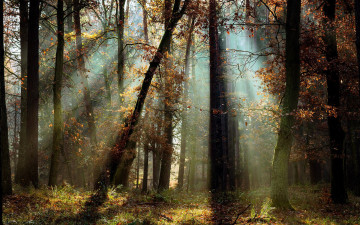 Картинка природа лес сосны