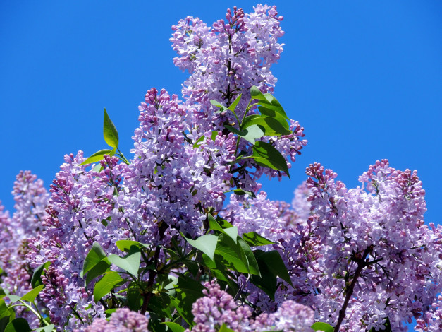 Обои картинки фото цветы, сирень, куст