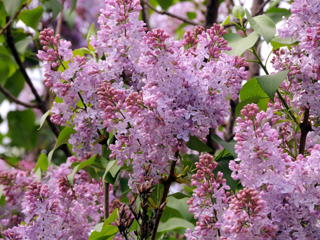 Обои картинки фото цветы, сирень, куст