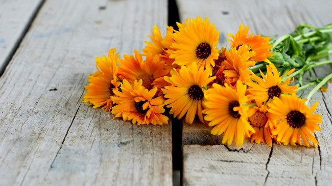 Обои картинки фото цветы, календула, ноготки