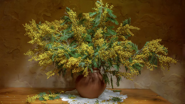 Обои картинки фото цветы, мимоза, желтый