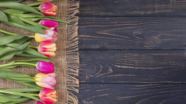 Обои картинки фото цветы, тюльпаны, бутоны, разноцветные