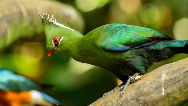 Обои картинки фото животные, турако, ливингстона