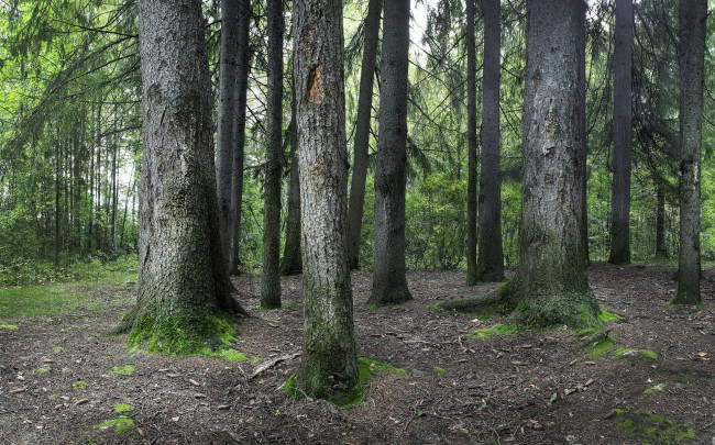 Обои картинки фото природа, лес, сосны, стволы