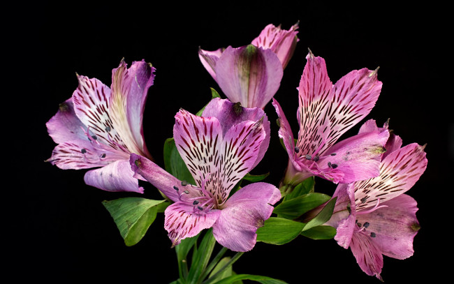 Обои картинки фото цветы, альстромерия, розовый