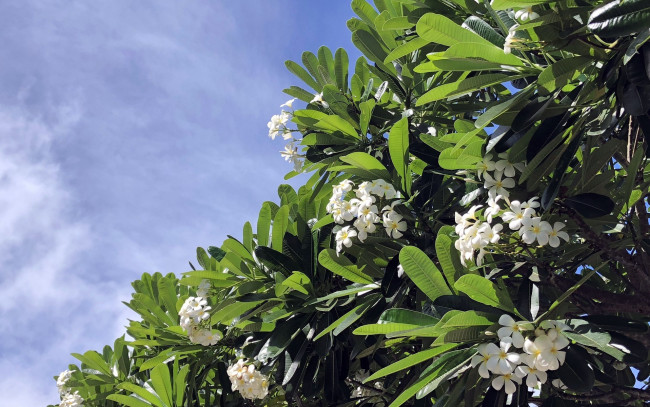 Обои картинки фото цветы, плюмерия, белый