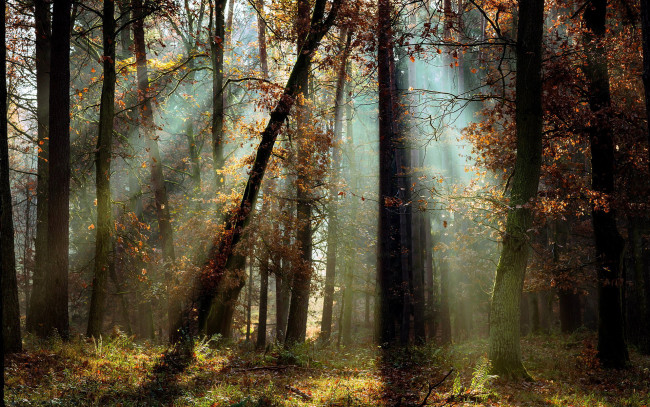 Обои картинки фото природа, лес, сосны