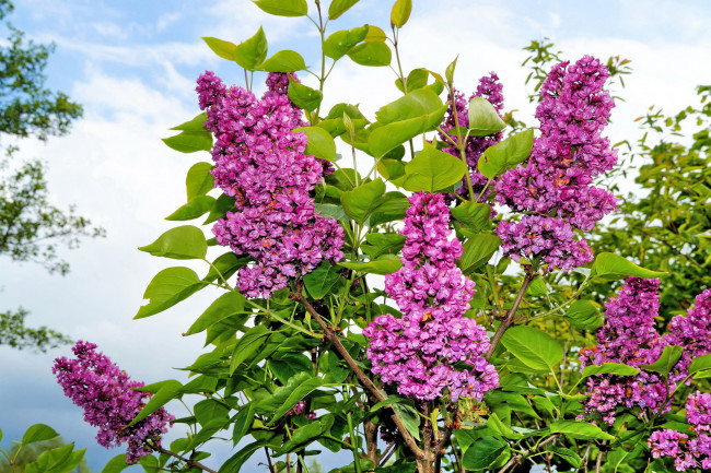 Обои картинки фото цветы, сирень, куст