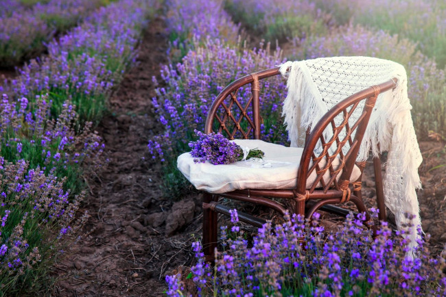 Обои картинки фото цветы, лаванда, лиловый