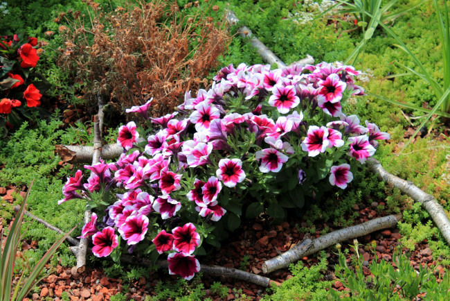 Обои картинки фото цветы, петунии,  калибрахоа