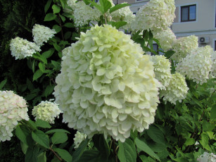 обоя цветы, калина , бульдонеж, белая, калина, макро