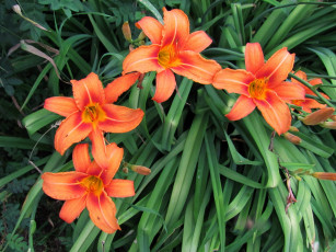 Картинка цветы лилии +лилейники персиковый лилейник