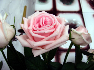 Картинка цветы розы розовая роза