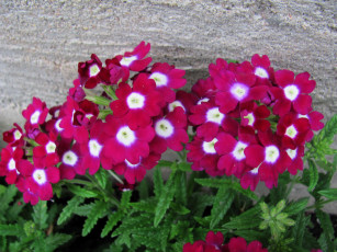 Картинка цветы вербена розовая