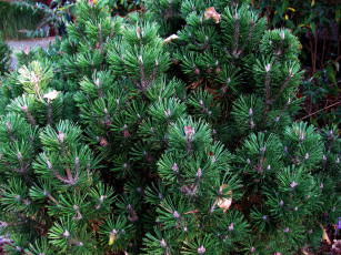 Картинка природа деревья сосна