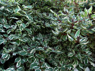 Картинка природа листья пестрые