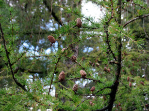 Картинка природа шишки +жёлуди +каштаны