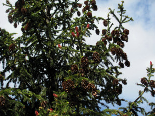 Картинка природа шишки +жёлуди +каштаны