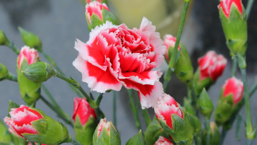 Картинка цветы гвоздики двухцветная гвоздика бутоны
