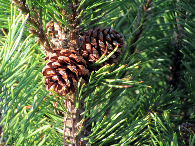 Обои картинки фото природа, шишки,  жёлуди,  каштаны