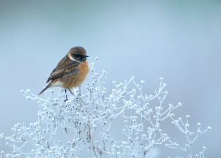 Картинка животные птицы птичка
