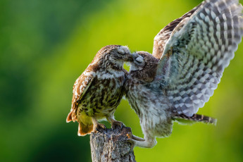 Картинка животные совы