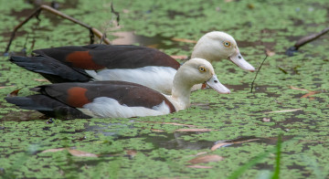 Картинка животные утки