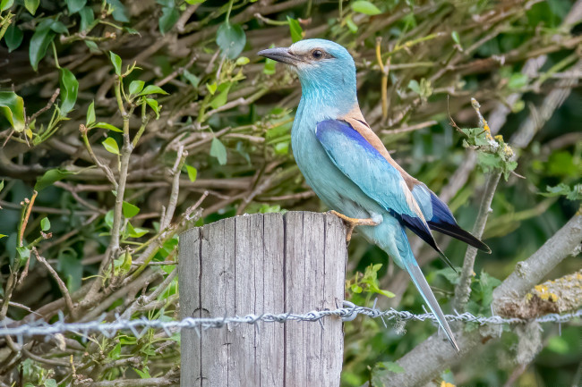 Обои картинки фото животные, сизоворонки , ракши, птица