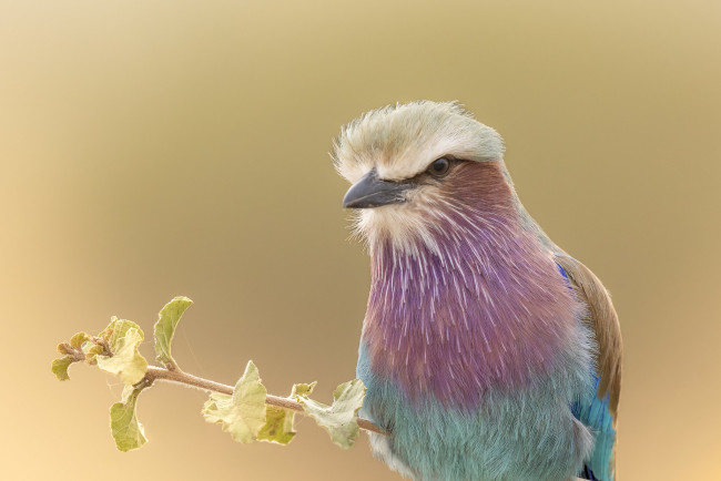 Обои картинки фото животные, сизоворонки , ракши, птица