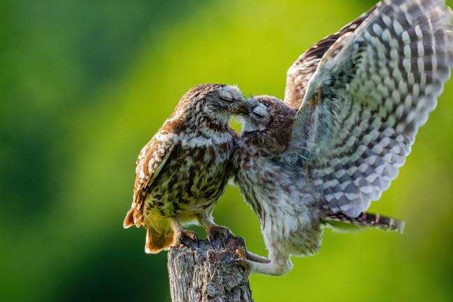 Обои картинки фото животные, совы