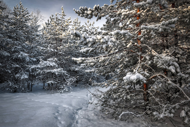 Обои картинки фото природа, лес, ёлки, снег, зима