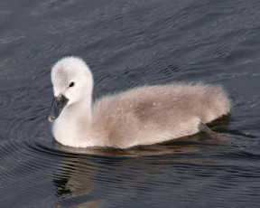 Картинка животные лебеди